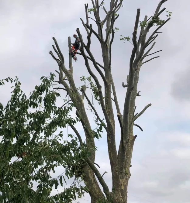 entreprise d'abattage d'arbres à Courpalay près de Coulommiers en Seine-et-Marne 77