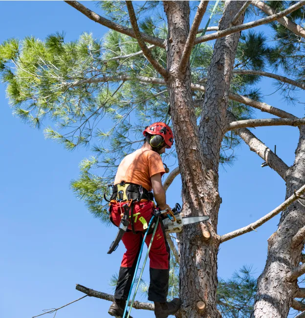 travaux d'élagage à Courpalay près de Coulommiers en Seine-et-Marne 77