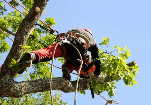 travaux d'abattage d'arbres à Courpalay près de Coulommiers en Seine-et-Marne 77