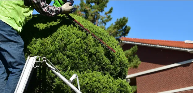 taille d'arbres à Courpalay près de Coulommiers en Seine-et-Marne 77